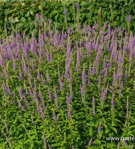 Garten-Kandelaberehrenpreis 'Fascination'