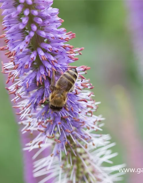 Garten-Kandelaberehrenpreis 'Fascination'