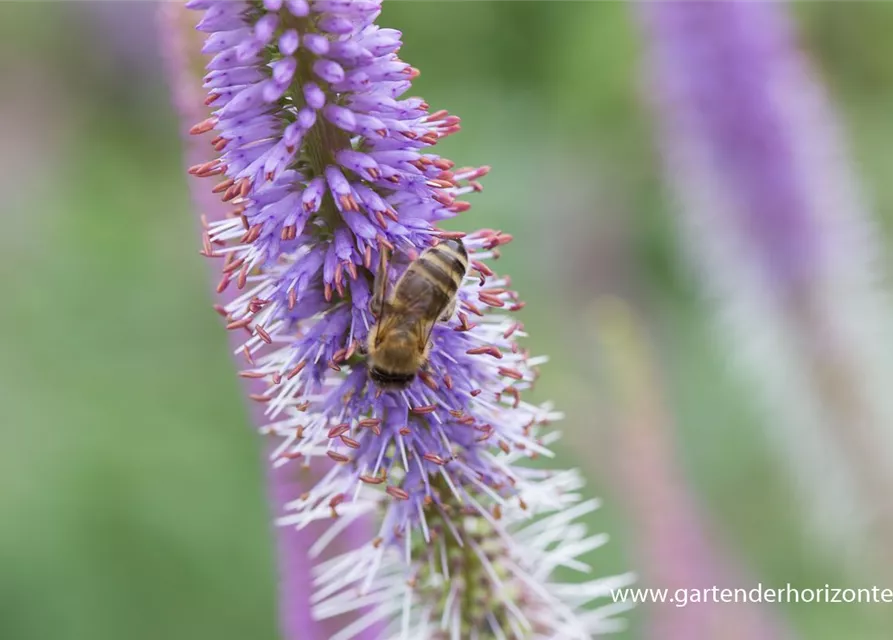 Garten-Kandelaberehrenpreis 'Fascination'