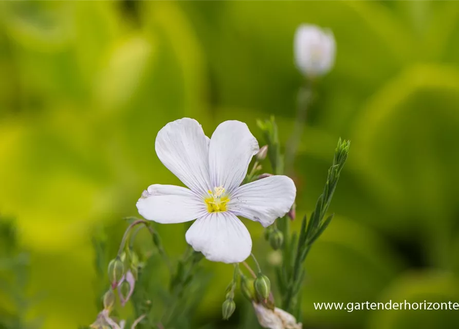 Garten-Lein 'Nanum Diamant'