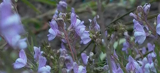 Garten-Leinkraut 'Antique Silver'