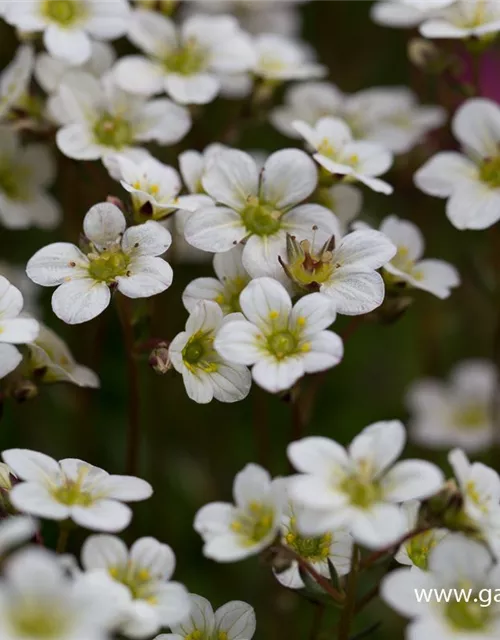 Garten-Moos-Steinbrech 'White Pixie'