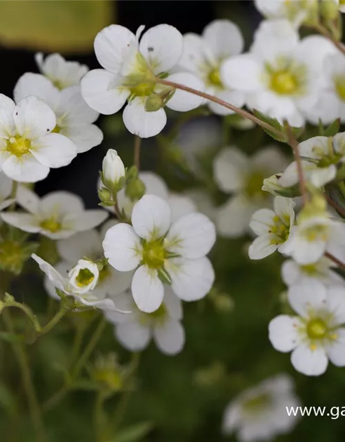 Garten-Moos-Steinbrech 'White Pixie'