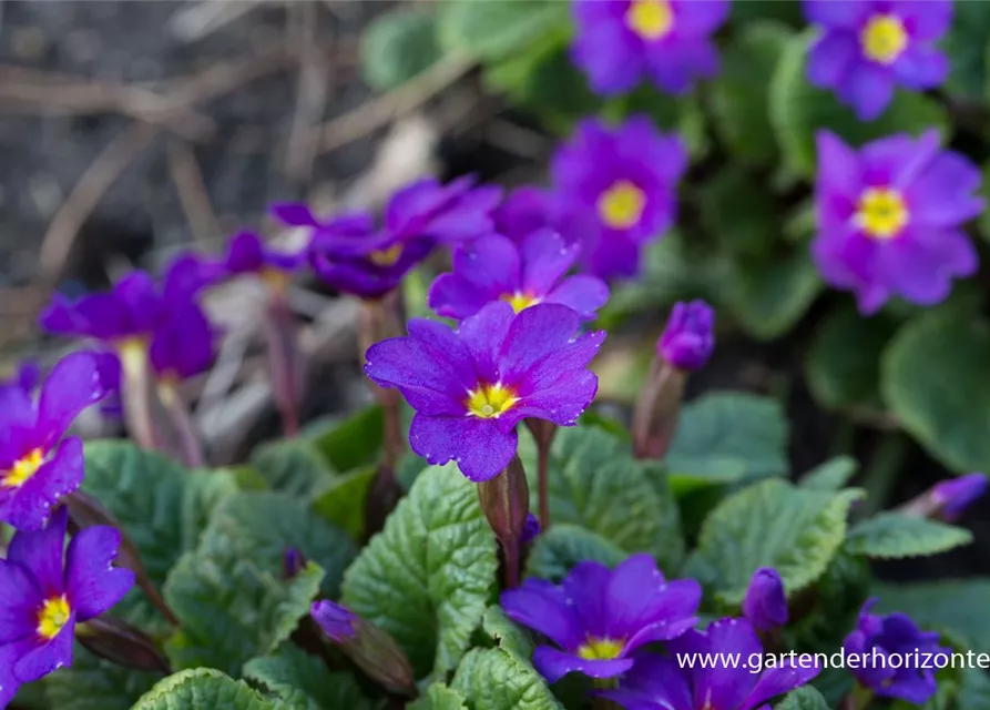 Garten-Kissen-Schlüsselblume 'Ostergruß'