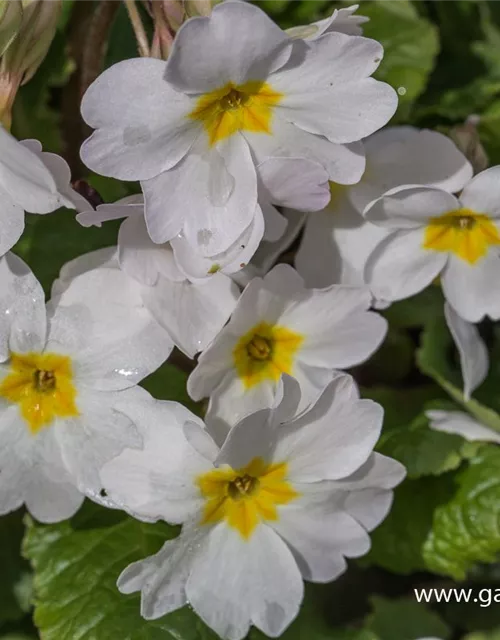 Garten-Kissen-Schlüsselblume 'Schneekissen'