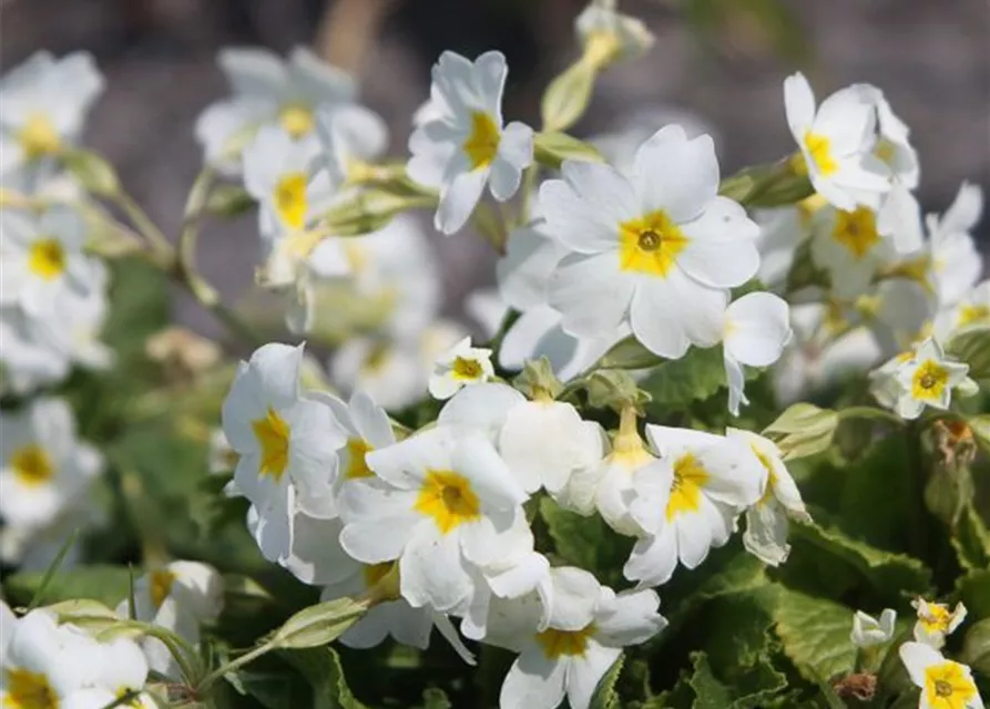 Garten-Kissen-Schlüsselblume 'Schneekissen'