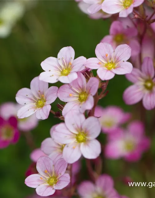 Garten-Moos-Steinbrech 'Blütenteppich'