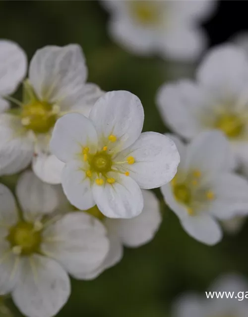 Garten-Moos-Steinbrech 'Schneeteppich'