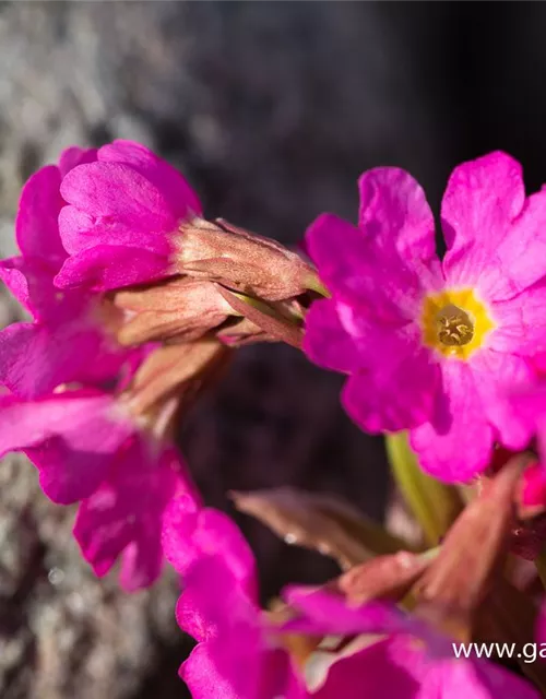 Garten-Rosen-Schlüsselblume 'Gigas'