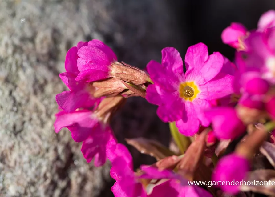 Garten-Rosen-Schlüsselblume 'Gigas'