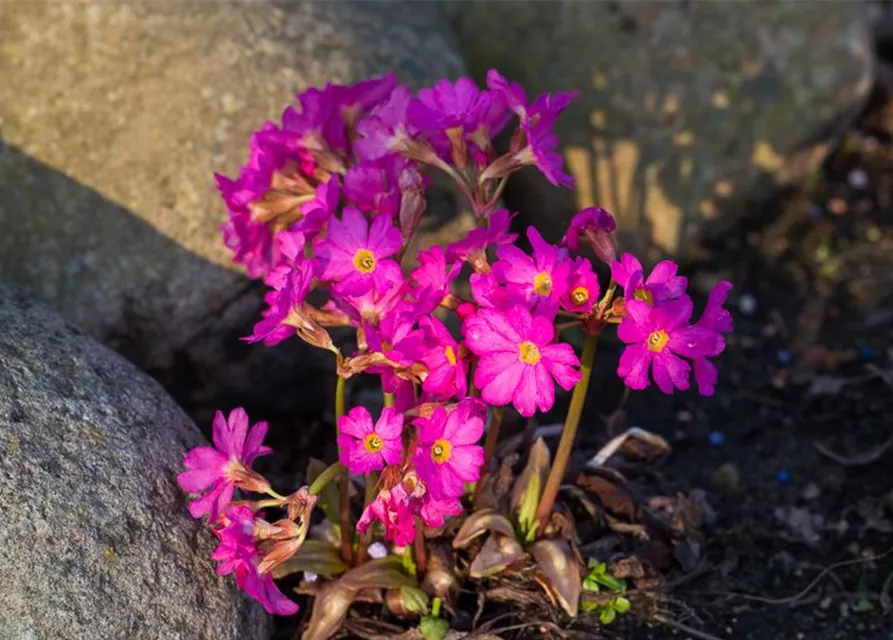 Garten-Rosen-Schlüsselblume 'Gigas'