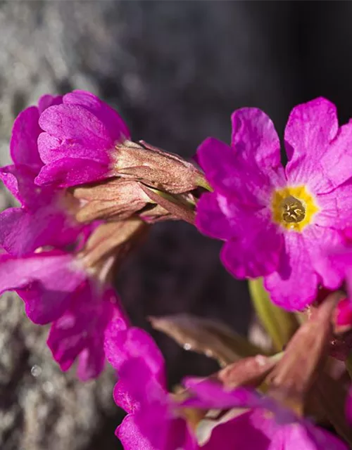 Garten-Rosen-Schlüsselblume 'Gigas'