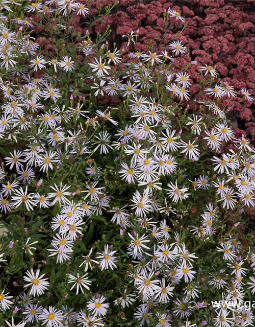 Garten-Pyrenäen-Aster 'Lutetia'