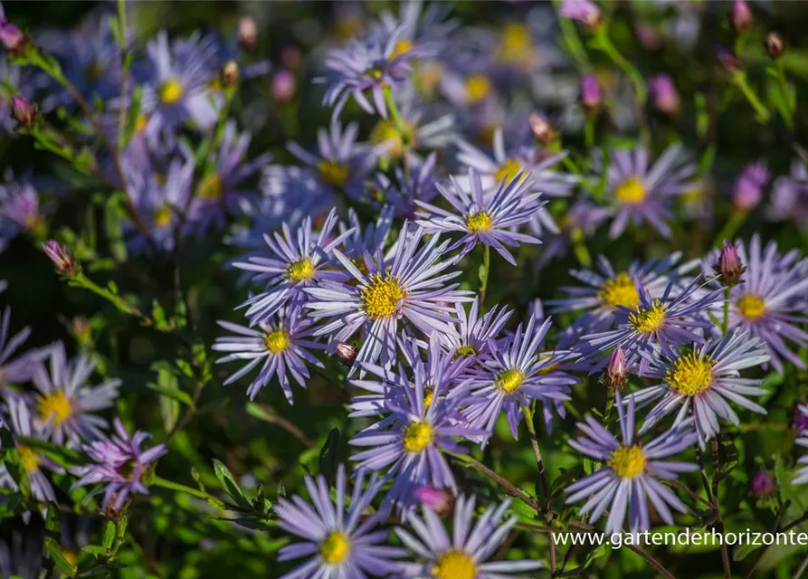 Garten-Pyrenäen-Aster 'Lutetia'