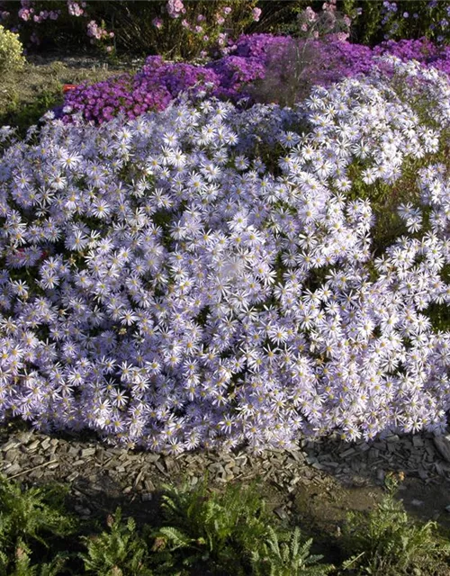 Garten-Pyrenäen-Aster 'Lutetia'