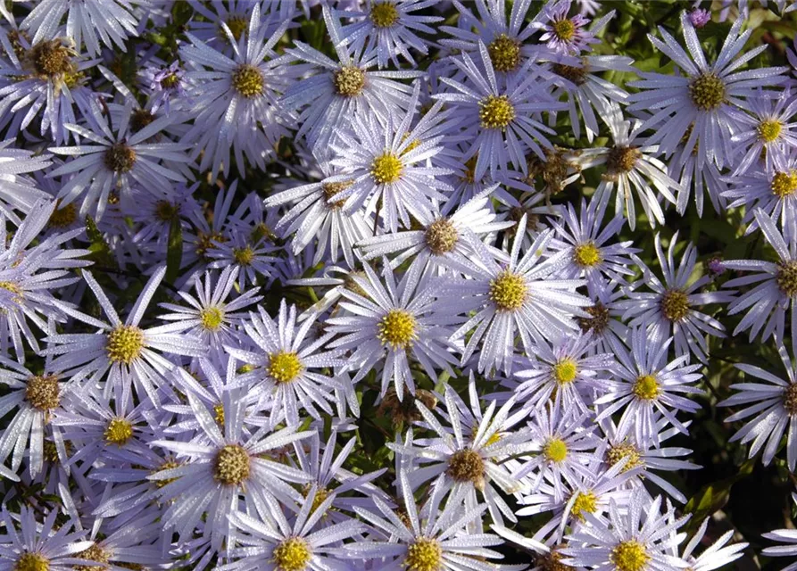 Garten-Pyrenäen-Aster 'Lutetia'