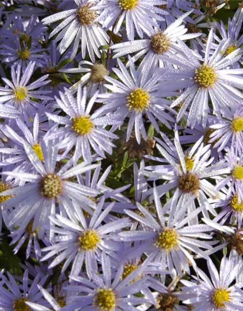 Garten-Pyrenäen-Aster 'Lutetia'