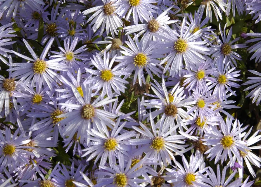 Garten-Pyrenäen-Aster 'Lutetia'