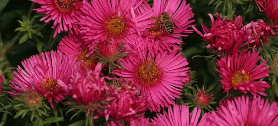 Garten-Raublatt-Aster 'Alma Pötschke'