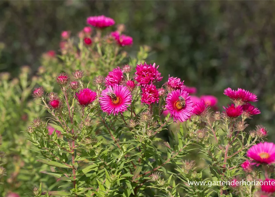 Garten-Raublatt-Aster 'Alma Pötschke'