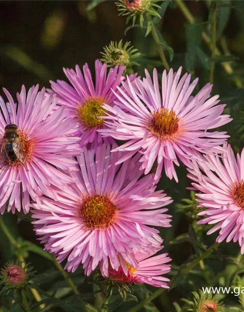 Garten-Raublatt-Aster 'Rosa Sieger'