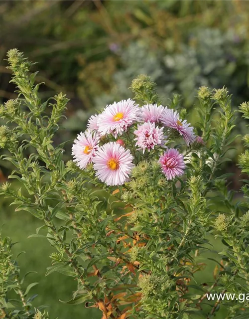 Garten-Raublatt-Aster 'Rudelsburg'