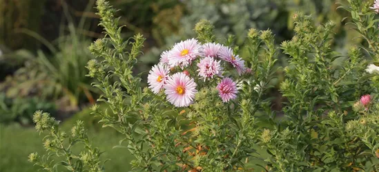 Garten-Raublatt-Aster 'Rudelsburg'