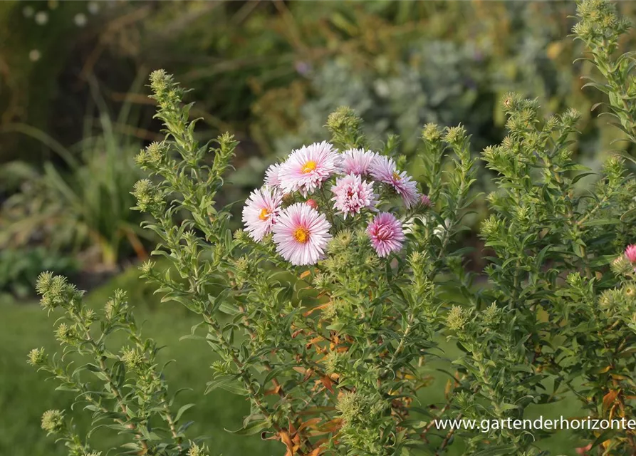 Garten-Raublatt-Aster 'Rudelsburg'