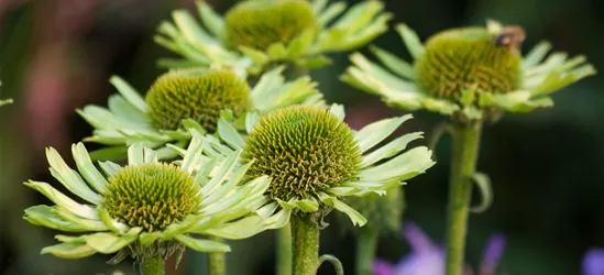 Garten-Scheinsonnenhut 'Green Jewel'