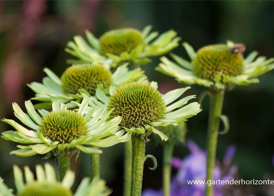 Garten-Scheinsonnenhut 'Green Jewel'