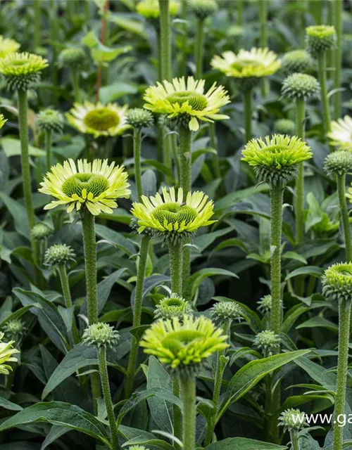 Garten-Scheinsonnenhut 'Green Jewel'