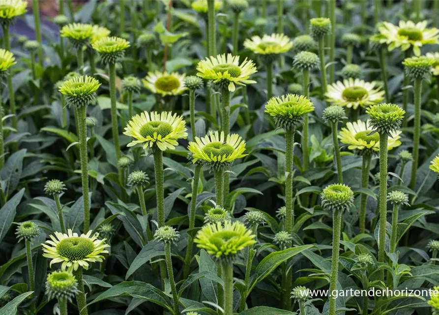 Garten-Scheinsonnenhut 'Green Jewel'