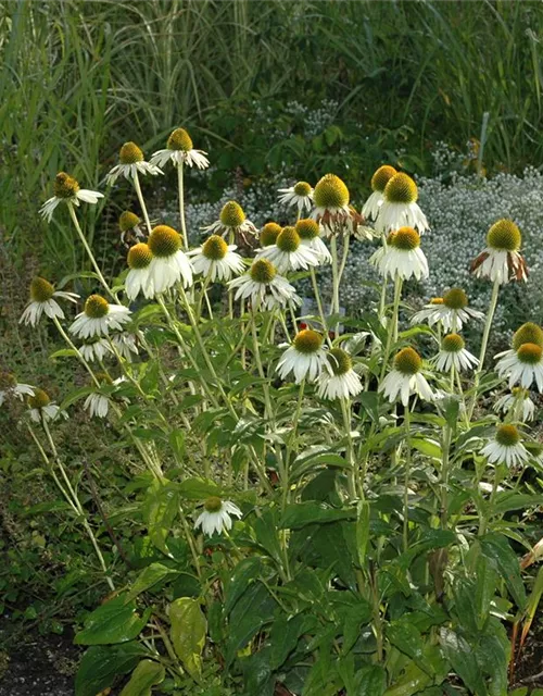 Garten-Scheinsonnenhut 'Alba'