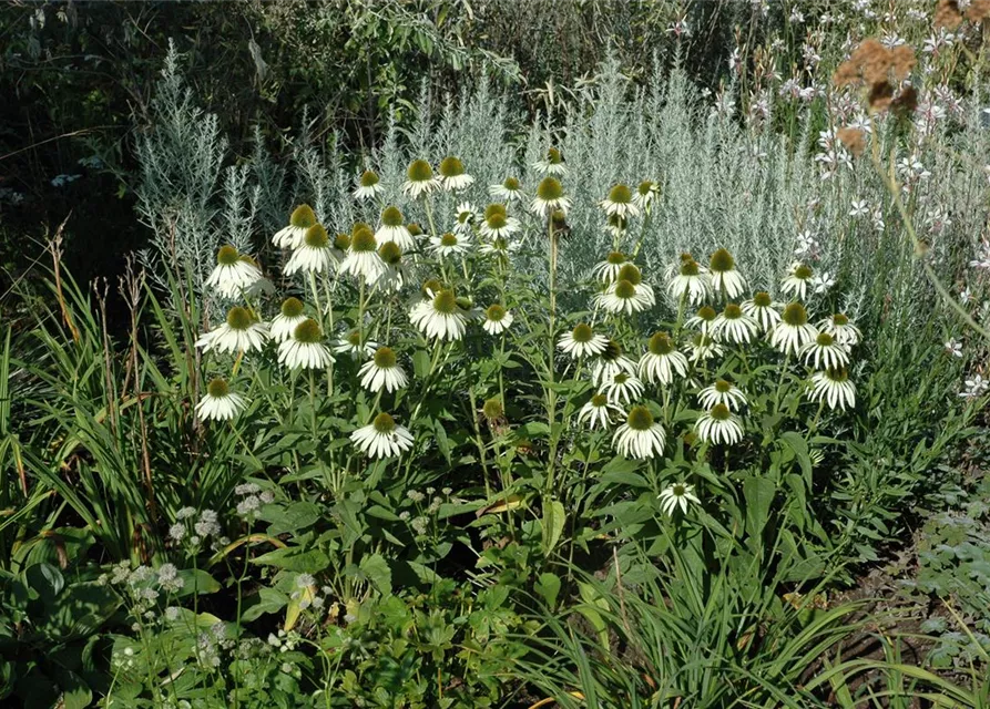 Garten-Scheinsonnenhut 'Alba'