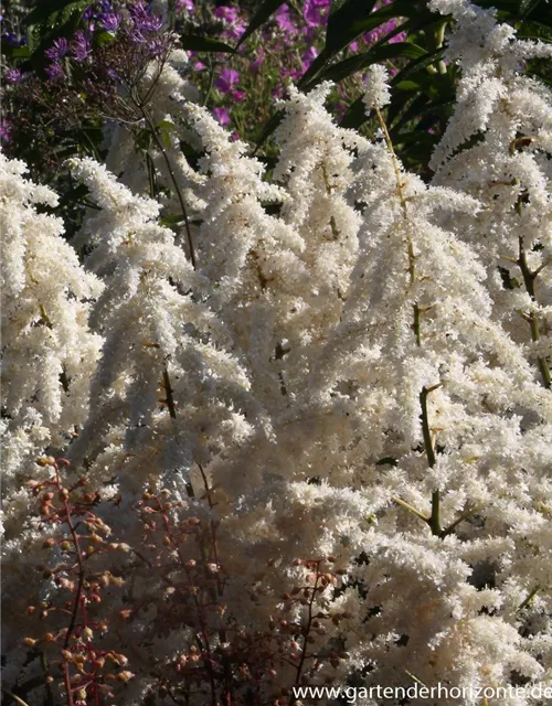 Garten-Prachtspiere 'Deutschland'