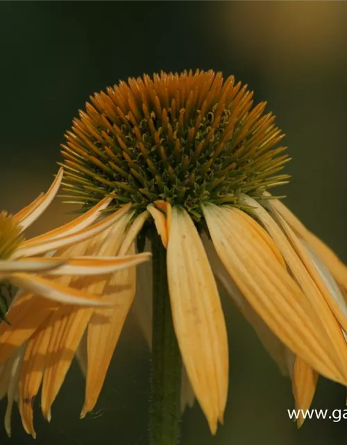 Garten-Scheinsonnenhut 'Harvest Moon'