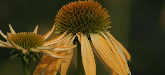 Garten-Scheinsonnenhut 'Harvest Moon'