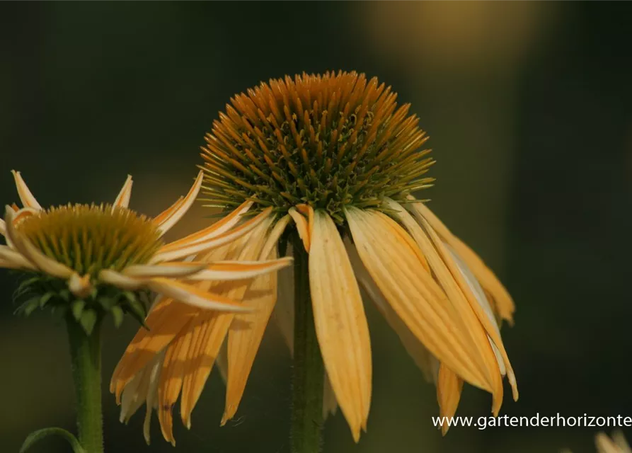 Garten-Scheinsonnenhut 'Harvest Moon'