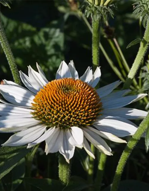 Garten-Scheinsonnenhut 'Baby Swan White'