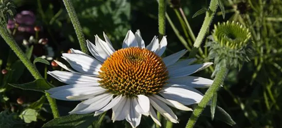 Garten-Scheinsonnenhut 'Baby Swan White'