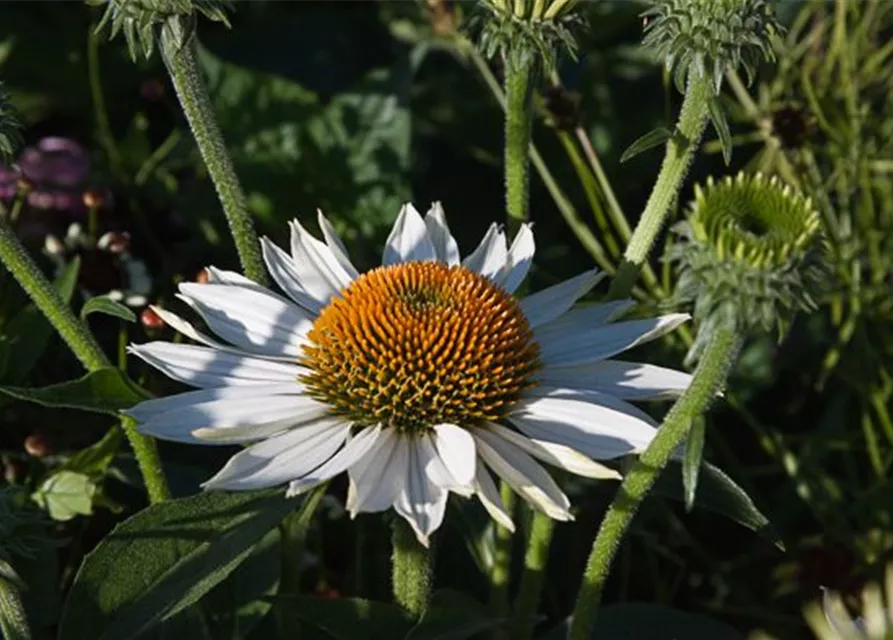 Garten-Scheinsonnenhut 'Baby Swan White'