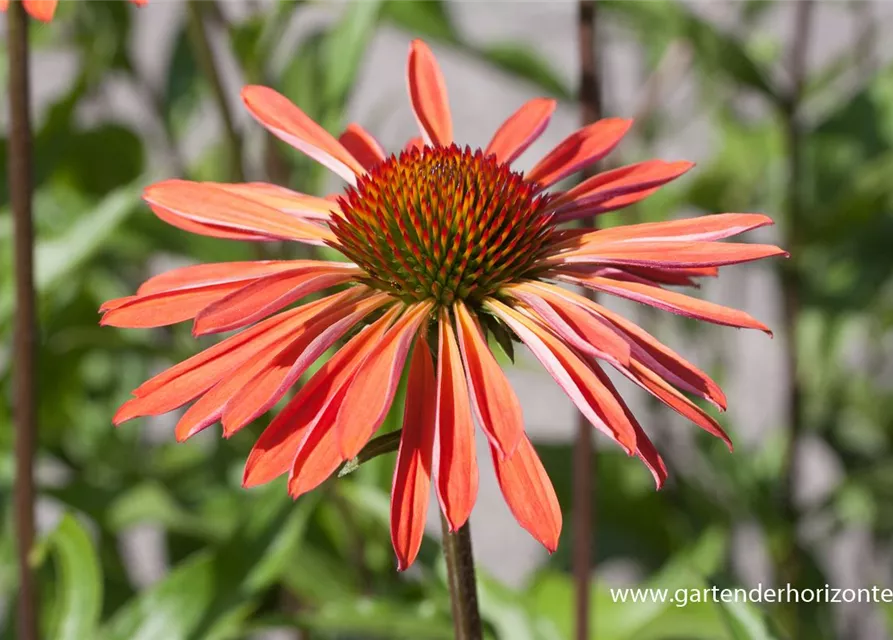 Garten-Scheinsonnenhut 'Sundown'