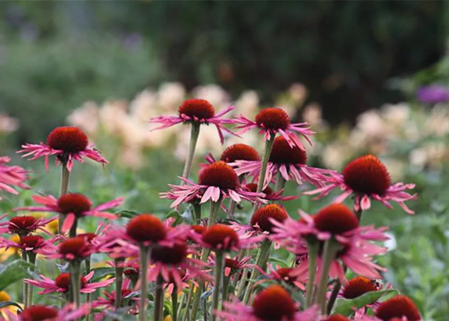 Garten-Scheinsonnenhut 'Sunrise'®