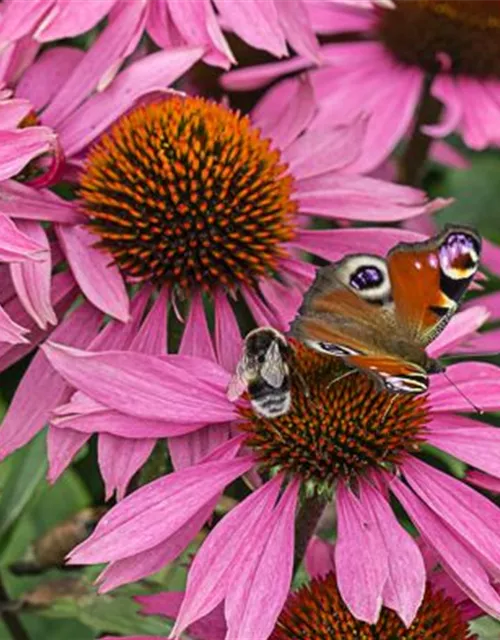 Garten-Scheinsonnenhut 'Leuchtstern'