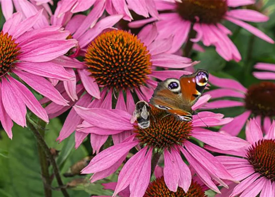 Garten-Scheinsonnenhut 'Leuchtstern'