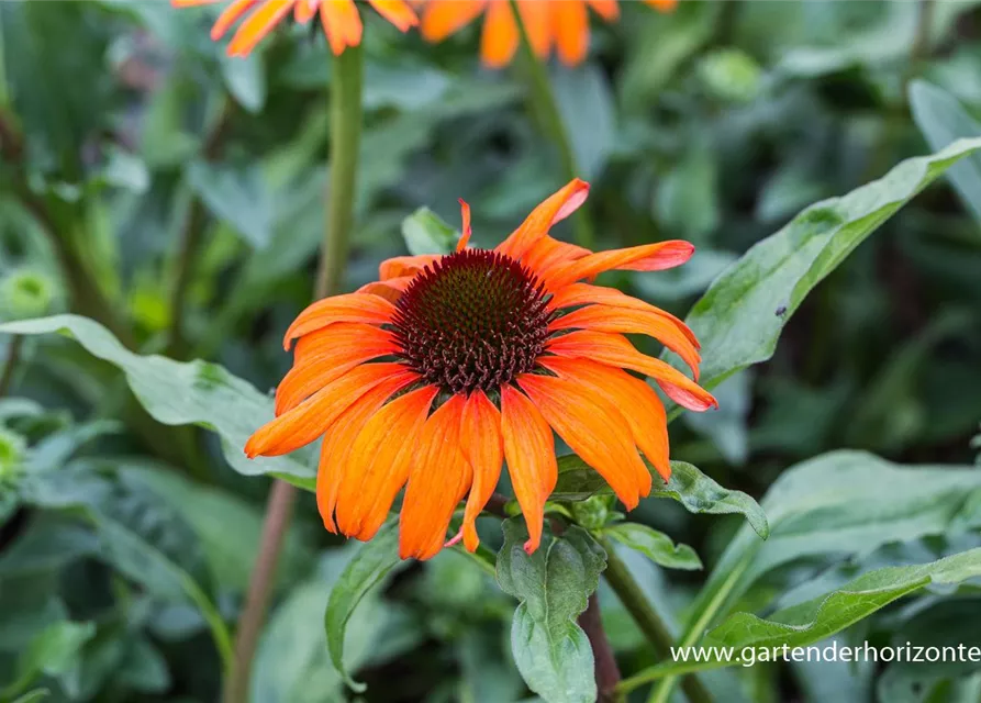 Garten-Scheinsonnenhut 'Tangerine Dream'®