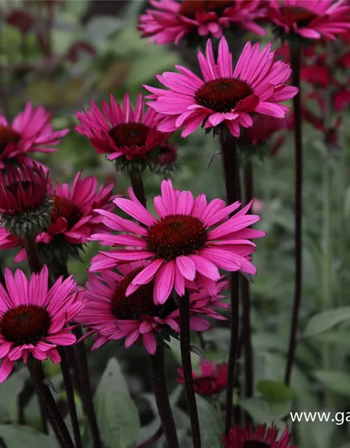 Garten-Scheinsonnenhut 'Fatal Attraction'®