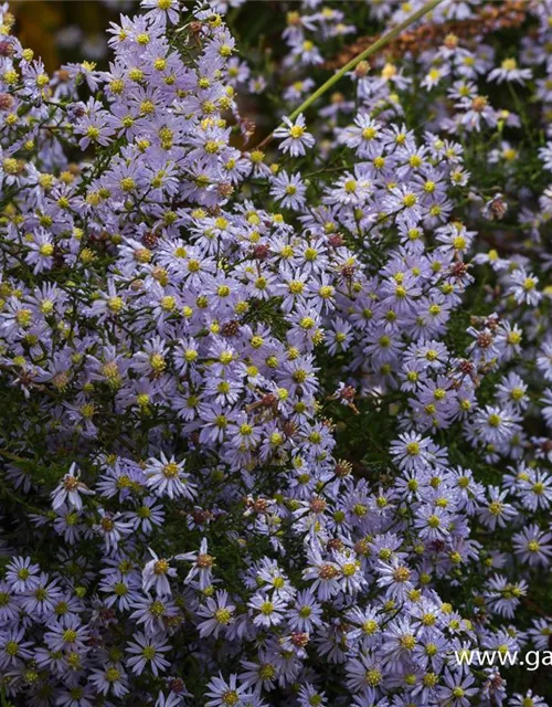 Garten-Schleier-Aster 'Photograph'