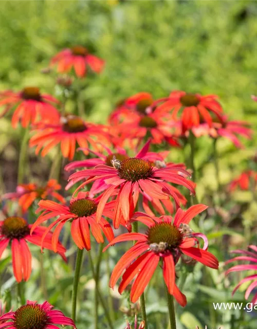 Garten-Scheinsonnenhut 'Tomato Soup'®