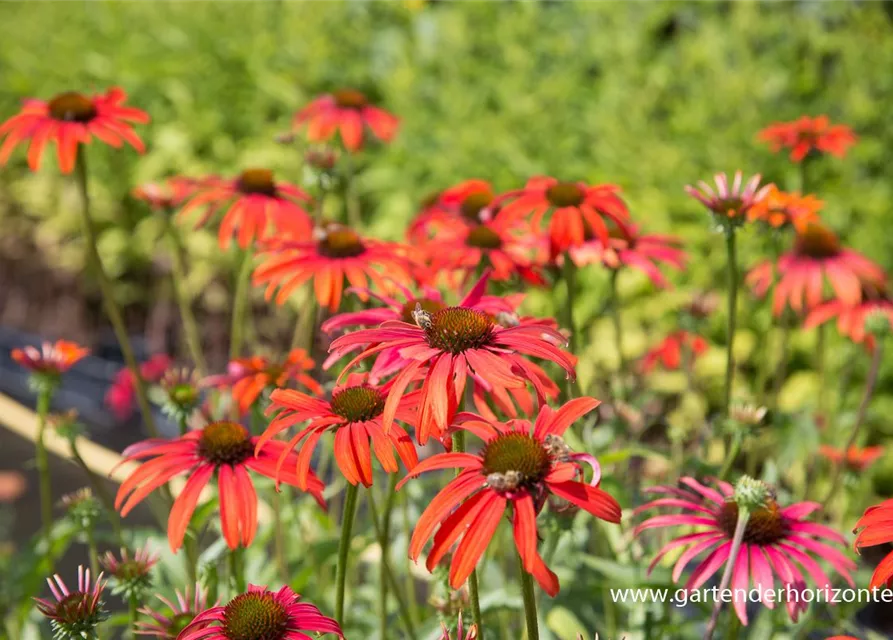 Garten-Scheinsonnenhut 'Tomato Soup'®